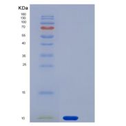 人GYPA / CD235a / Glycophorin A重组蛋白His tag