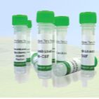 Recombinant Human CD81