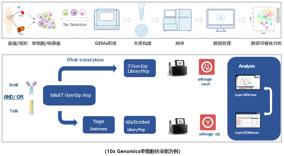 单细胞免疫组库(V(D)J)测序