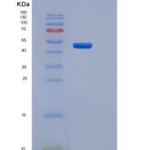 小鼠PILRB1重组蛋白Fc tag