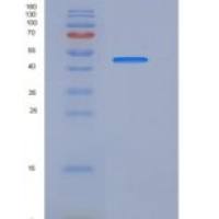 小鼠肿瘤坏死因子受体超家族成员5(CD40)重组蛋白His &Fc Tag