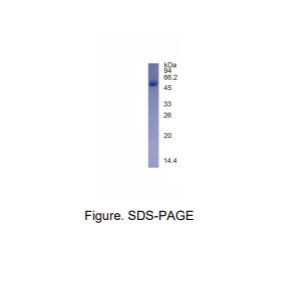 重组Aedes albopictus NIX蛋白(C-His标签)