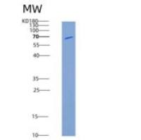 大鼠MSR1 / SCARA1重组蛋白Fc tag