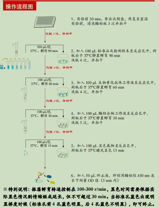 小鼠肾损伤分子-1检测试剂盒
