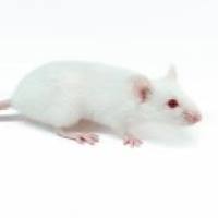 BALB/c小鼠