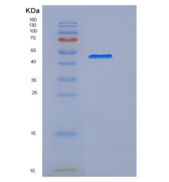 小鼠CD33 / Siglec-3重组蛋白Fc tag