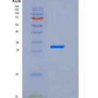 人Pancreasin / Marapsin / PRSS27重组蛋白His tag