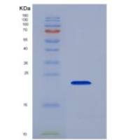 小鼠Fc受体样蛋白1重组蛋白