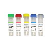 人类嗜T淋巴细胞病毒Ⅱ型前病毒荧光 探针法PCR检测试剂盒