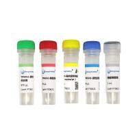 番茄雄性株类病毒荧光探针法RT-PCR检测试剂盒(FT0621)