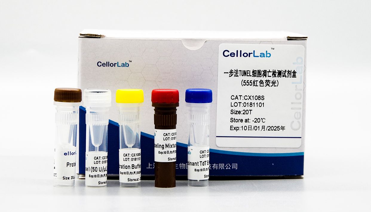 TUNEL实验小贴士