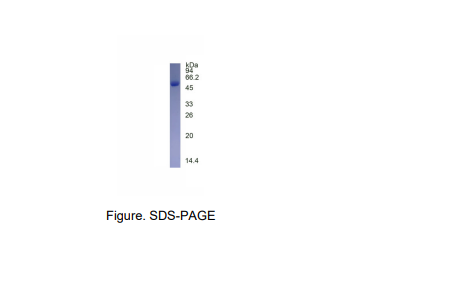 重组人TFAP4蛋白(N-His标签)