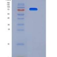 小鼠TLR3 / CD283重组蛋白His tag