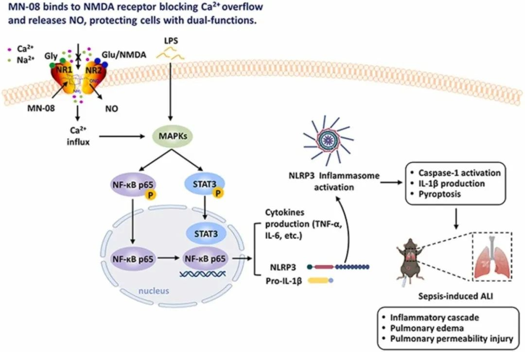 TargetMol明星分子—PMA