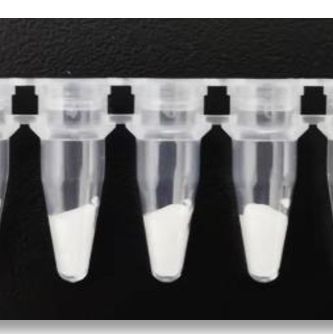 crispr恒温扩增试剂盒（RNA）