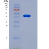 人HtrA2 / Omi重组蛋白His Tag