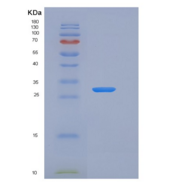 人XIAP / BIRC4重组蛋白AVI tag