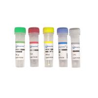  人类嗜T淋巴细胞病毒Ⅰ型前病毒荧光 探针法PCR检测试剂盒