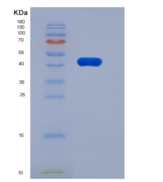 人HtrA2 / Omi重组蛋白His Tag