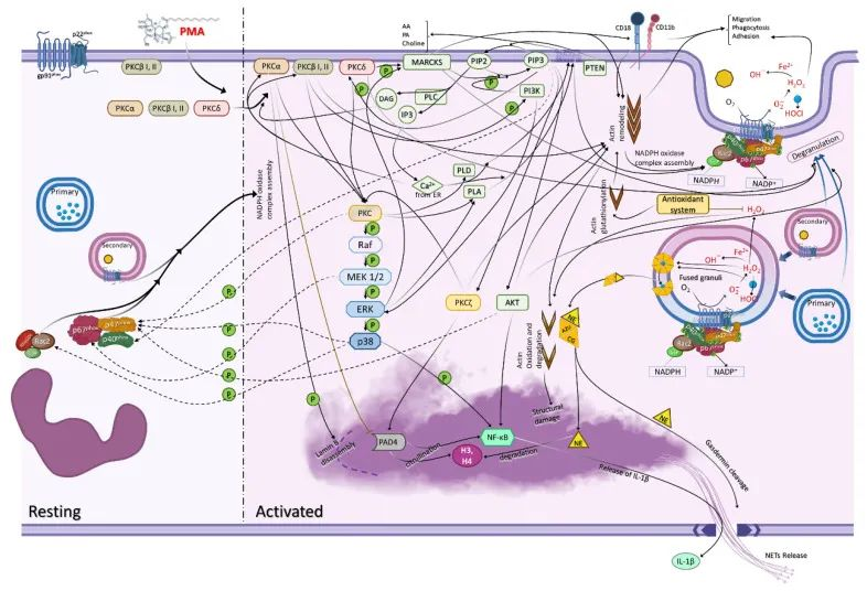 TargetMol明星分子—PMA