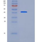 小鼠Cystatin 7 / CST7重组蛋白Fc tag