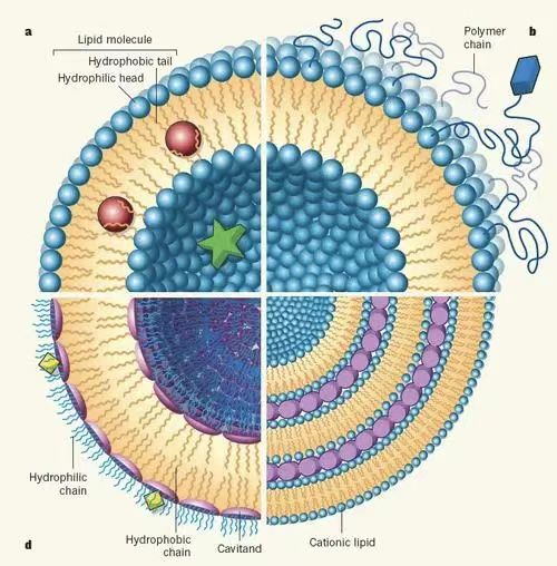 N-三甲基壳聚糖(TMC)包覆司帕沙星脂质体(SL)(TMC