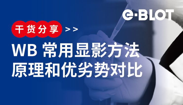 干货 | WB常用显影方法原理和优劣势对比