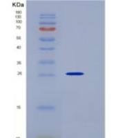 小鼠激肽释放酶7(KLK7)重组蛋白His Tag