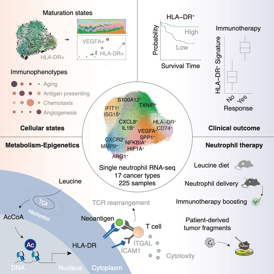Cell | 中性粒细胞的抗肿瘤潜能：抗原提呈