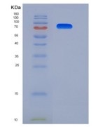小鼠TLR3 / CD283重组蛋白His tag