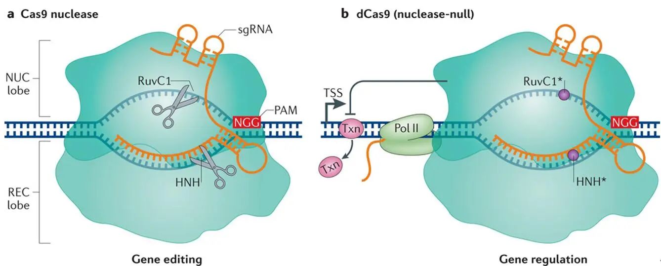 CRISPR/Cas9系统的“百变”应用-转录调控篇