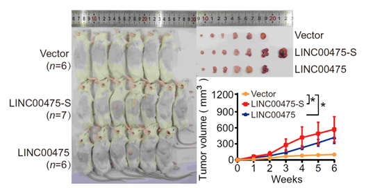 慢病毒载体在动物疾病模型构建中应用场景（慢病毒的体内应用）