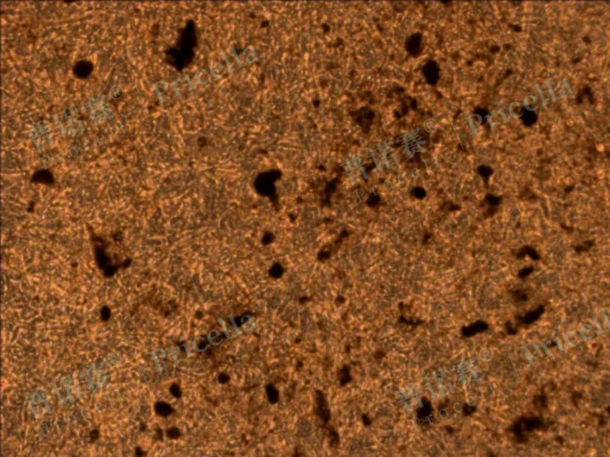 MC3T3-E1 Subclone 14诱导第15天，染色前