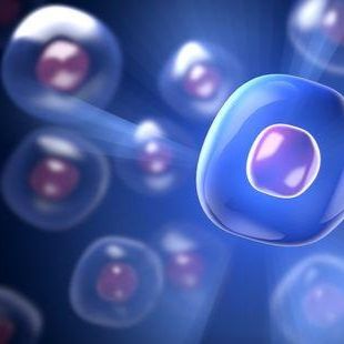 LN18细胞、LN-18细胞