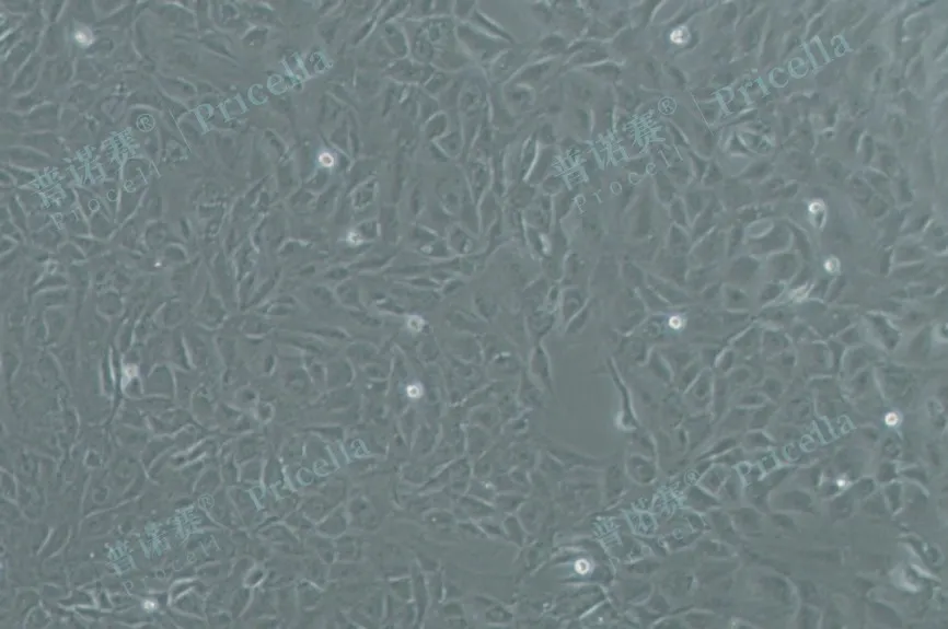 MC3T3-E1 Subclone 14细胞诱导前，白光图