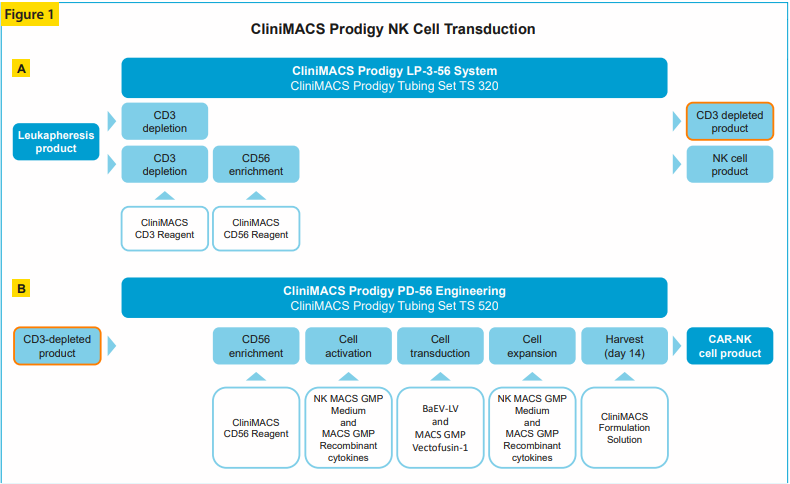 自动化的CAR NK细胞制备