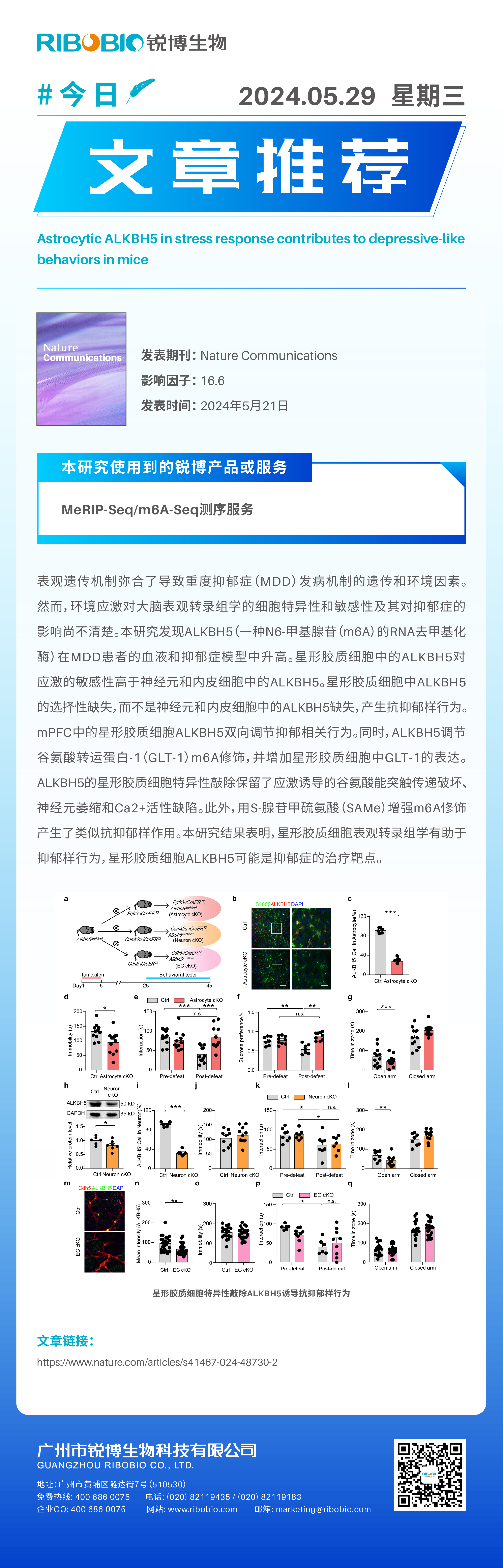 今日文章推荐（IF16.6）丨应激反应中的星形胶质细胞ALKBH5有助于小鼠的抑郁样行为