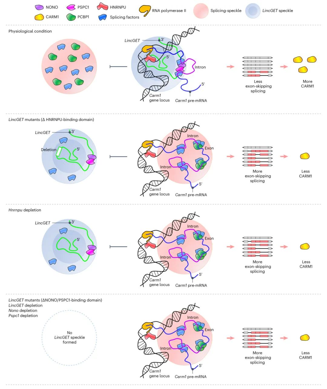 lncRNA研究进展盘点丨20240428期