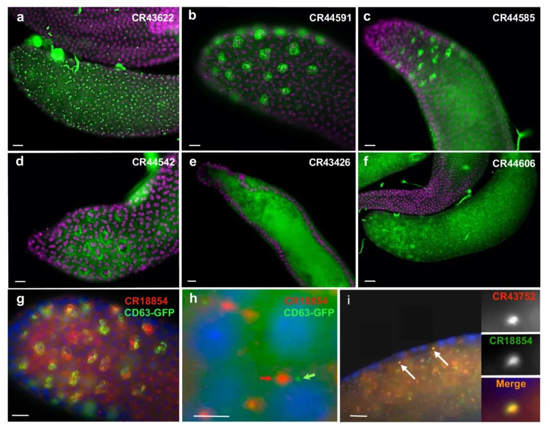 lncRNA研究进展盘点丨20240513期