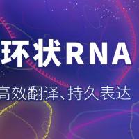 IVT环状RNA(circRNA)制备