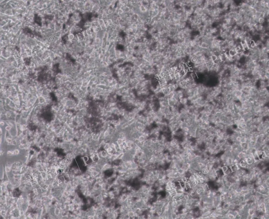MC3T3-E1 Subclone 14诱导第20天，染色前