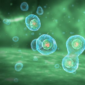 HCC-78 人肺腺癌细胞