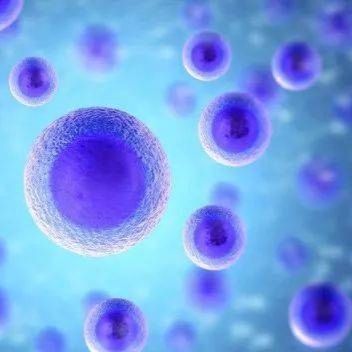 HCC70 人乳腺导管癌细胞