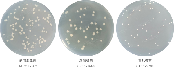 T1N1琼脂培养基的原理和使用方法