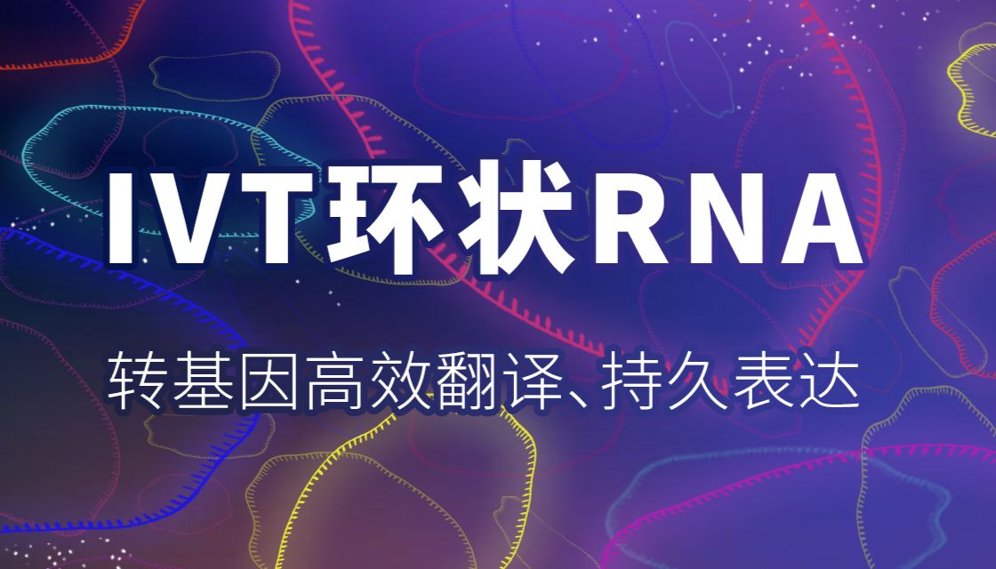 mRNA疫苗2.0——一文了解IVT环状RNA特点与优势