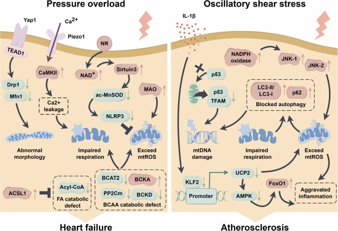 机械应力诱导的心血管疾病线粒体功能障碍：新机制和治疗靶点