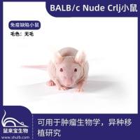 BALB/c Nude Crlj小鼠
