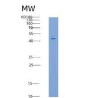 大鼠CD7分子(CD7)重组蛋白Fc tag