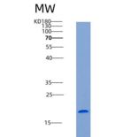 小鼠LY86 / MD-1重组蛋白His tag