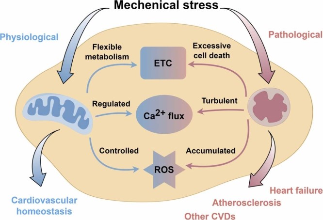 机械应力诱导的心血管疾病线粒体功能障碍：新机制和治疗靶点